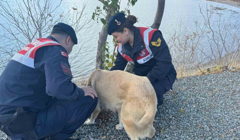 elazigda-jandarma-ekipleri-sokak-hayvanlarini-unutmadi-5SbjQNOF.jpg